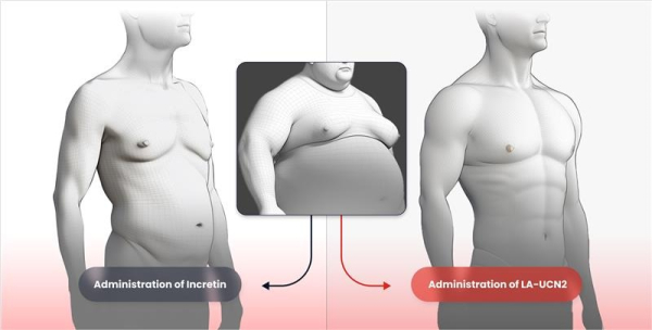 ▲한미약품이 세계 최초로 근육 증가를 실현하는 신개념 비만 신약 HM17321(오른쪽)와 기존 인크레틴 기반 약물의 비만 치료 효능 비교