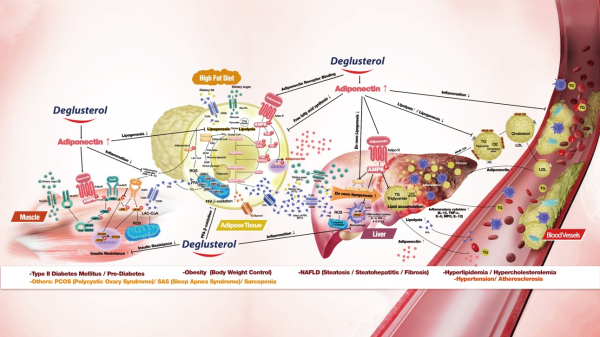 ▲디글루스테롤 기전 설명 [사진제공=케어젠]