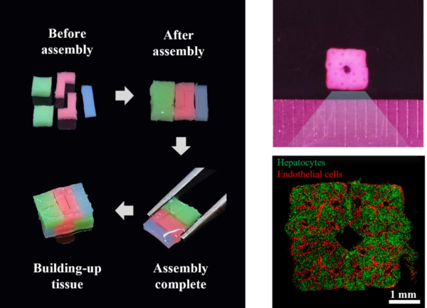 ▲티앤알바이오팹, 3D 바이오프린팅된 세포 블록의 조립 개념 및 이를 활용해 형성한 ‘혈관망을 포함하는 간 조직’ 이미지(사진=티앤알바이오팹 제공)